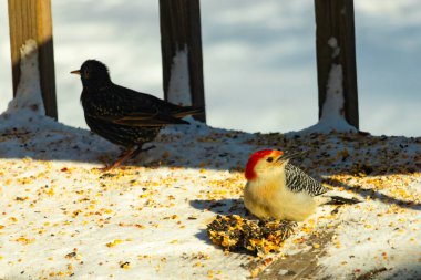 Karlı bir yüzeye tünemiş, tohumları yiyen kırmızı karınlı bir ağaçkakan. Canlı kızıl kafa, çizgili sırt ve benekli göğüs beyaz arka planda öne çıkıyor. Yakın çekim, detaylı çekim.