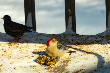 Karlı bir yüzeye tünemiş, tohumları yiyen kırmızı karınlı bir ağaçkakan. Canlı kızıl kafa, çizgili sırt ve benekli göğüs beyaz arka planda öne çıkıyor. Yakın çekim, detaylı çekim.