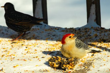 Karlı bir yüzeye tünemiş, tohumları yiyen kırmızı karınlı bir ağaçkakan. Canlı kızıl kafa, çizgili sırt ve benekli göğüs beyaz arka planda öne çıkıyor. Yakın çekim, detaylı çekim.