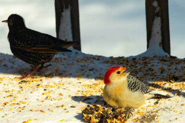 Karlı bir yüzeye tünemiş, tohumları yiyen kırmızı karınlı bir ağaçkakan. Canlı kızıl kafa, çizgili sırt ve benekli göğüs beyaz arka planda öne çıkıyor. Yakın çekim, detaylı çekim.