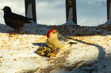 Karlı bir yüzeye tünemiş, tohumları yiyen kırmızı karınlı bir ağaçkakan. Canlı kızıl kafa, çizgili sırt ve benekli göğüs beyaz arka planda öne çıkıyor. Yakın çekim, detaylı çekim.