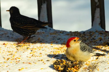 Karlı bir yüzeye tünemiş, tohumları yiyen kırmızı karınlı bir ağaçkakan. Canlı kızıl kafa, çizgili sırt ve benekli göğüs beyaz arka planda öne çıkıyor. Yakın çekim, detaylı çekim.