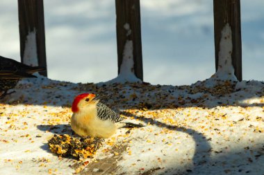 Karlı bir yüzeye tünemiş, tohumları yiyen kırmızı karınlı bir ağaçkakan. Canlı kızıl kafa, çizgili sırt ve benekli göğüs beyaz arka planda öne çıkıyor. Yakın çekim, detaylı çekim.