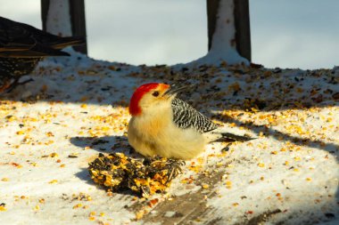 Karlı bir yüzeye tünemiş, tohumları yiyen kırmızı karınlı bir ağaçkakan. Canlı kızıl kafa, çizgili sırt ve benekli göğüs beyaz arka planda öne çıkıyor. Yakın çekim, detaylı çekim.
