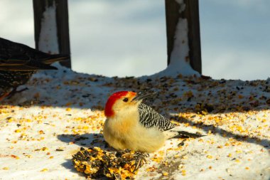 Karlı bir yüzeye tünemiş, tohumları yiyen kırmızı karınlı bir ağaçkakan. Canlı kızıl kafa, çizgili sırt ve benekli göğüs beyaz arka planda öne çıkıyor. Yakın çekim, detaylı çekim.