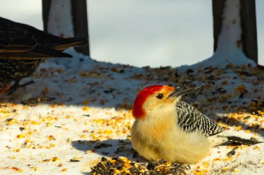 Karlı bir yüzeye tünemiş, tohumları yiyen kırmızı karınlı bir ağaçkakan. Canlı kızıl kafa, çizgili sırt ve benekli göğüs beyaz arka planda öne çıkıyor. Yakın çekim, detaylı çekim.