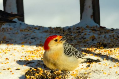 Karlı bir yüzeye tünemiş, tohumları yiyen kırmızı karınlı bir ağaçkakan. Canlı kızıl kafa, çizgili sırt ve benekli göğüs beyaz arka planda öne çıkıyor. Yakın çekim, detaylı çekim.