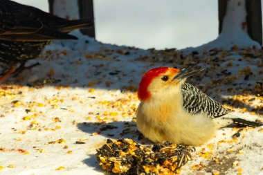 Karlı bir yüzeye tünemiş, tohumları yiyen kırmızı karınlı bir ağaçkakan. Canlı kızıl kafa, çizgili sırt ve benekli göğüs beyaz arka planda öne çıkıyor. Yakın çekim, detaylı çekim.