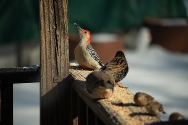 Kırmızı saçlı canlı bir ağaçkakan ağaçkakan, tahta bir direğin ve diğer kuşların yanında tüneyerek yukarı bakar. Renkli vahşi yaşam, kuş izleme, doğa.