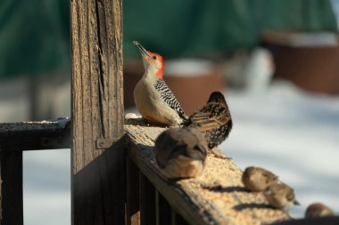 Kırmızı saçlı canlı bir ağaçkakan ağaçkakan, tahta bir direğin ve diğer kuşların yanında tüneyerek yukarı bakar. Renkli vahşi yaşam, kuş izleme, doğa.