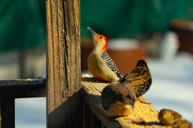 Kırmızı saçlı canlı bir ağaçkakan ağaçkakan, tahta bir direğin ve diğer kuşların yanında tüneyerek yukarı bakar. Renkli vahşi yaşam, kuş izleme, doğa.
