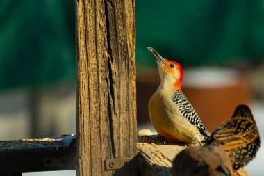 Kırmızı saçlı canlı bir ağaçkakan ağaçkakan, tahta bir direğin ve diğer kuşların yanında tüneyerek yukarı bakar. Renkli vahşi yaşam, kuş izleme, doğa.