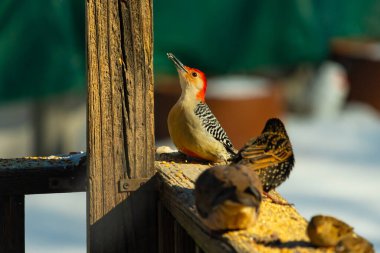 Kırmızı saçlı canlı bir ağaçkakan ağaçkakan, tahta bir direğin ve diğer kuşların yanında tüneyerek yukarı bakar. Renkli vahşi yaşam, kuş izleme, doğa.