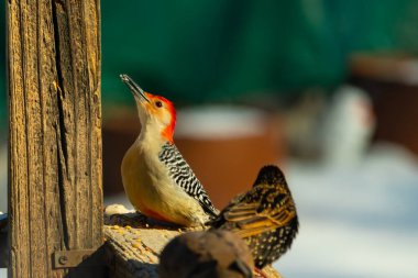 Kırmızı saçlı canlı bir ağaçkakan ağaçkakan, tahta bir direğin ve diğer kuşların yanında tüneyerek yukarı bakar. Renkli vahşi yaşam, kuş izleme, doğa.