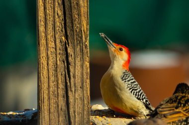 Kırmızı saçlı canlı bir ağaçkakan ağaçkakan, tahta bir direğin ve diğer kuşların yanında tüneyerek yukarı bakar. Renkli vahşi yaşam, kuş izleme, doğa.