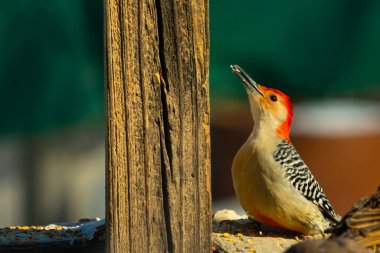 Kırmızı saçlı canlı bir ağaçkakan ağaçkakan, tahta bir direğin ve diğer kuşların yanında tüneyerek yukarı bakar. Renkli vahşi yaşam, kuş izleme, doğa.