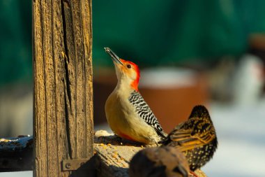 Kırmızı saçlı canlı bir ağaçkakan ağaçkakan, tahta bir direğin ve diğer kuşların yanında tüneyerek yukarı bakar. Renkli vahşi yaşam, kuş izleme, doğa.