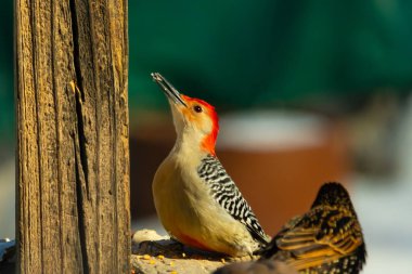 Kırmızı saçlı canlı bir ağaçkakan ağaçkakan, tahta bir direğin ve diğer kuşların yanında tüneyerek yukarı bakar. Renkli vahşi yaşam, kuş izleme, doğa.