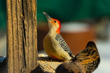 Kırmızı saçlı canlı bir ağaçkakan ağaçkakan, tahta bir direğin ve diğer kuşların yanında tüneyerek yukarı bakar. Renkli vahşi yaşam, kuş izleme, doğa.