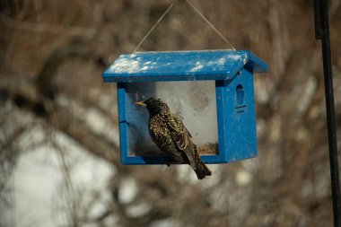 Avrupalı bir Starling, parlak mavi bir kuş yuvasının içine tünemiş, sağa dönük. Kuşun yanardöner tüyleri katı mavi yapıya karşı görünür. Arkaplan, kuşu vurgulayan bulanık bir görünüm..