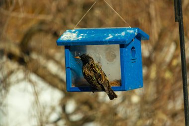 Avrupalı bir Starling, parlak mavi bir kuş yuvasının içine tünemiş, sağa dönük. Kuşun yanardöner tüyleri katı mavi yapıya karşı görünür. Arkaplan, kuşu vurgulayan bulanık bir görünüm..