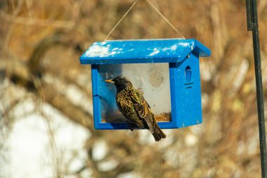 Avrupalı bir Starling, parlak mavi bir kuş yuvasının içine tünemiş, sağa dönük. Kuşun yanardöner tüyleri katı mavi yapıya karşı görünür. Arkaplan, kuşu vurgulayan bulanık bir görünüm..