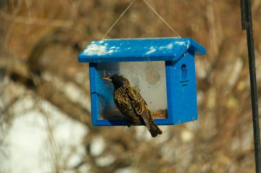 Avrupalı bir Starling, parlak mavi bir kuş yuvasının içine tünemiş, sağa dönük. Kuşun yanardöner tüyleri katı mavi yapıya karşı görünür. Arkaplan, kuşu vurgulayan bulanık bir görünüm..