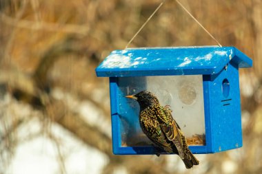 Avrupalı bir Starling, parlak mavi bir kuş yuvasının içine tünemiş, sağa dönük. Kuşun yanardöner tüyleri katı mavi yapıya karşı görünür. Arkaplan, kuşu vurgulayan bulanık bir görünüm..