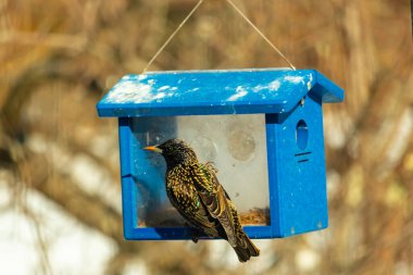 Avrupalı bir Starling, parlak mavi bir kuş yuvasının içine tünemiş, sağa dönük. Kuşun yanardöner tüyleri katı mavi yapıya karşı görünür. Arkaplan, kuşu vurgulayan bulanık bir görünüm..