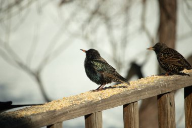 Starling, tohumlarla kaplı ahşap korkuluklara tünemiş. Bir sığırcık, odak noktasında, yeşil ve mor renkli yanardöner tüyler sergiler. Vahşi yaşam doğal ışıkta beslenen kuşları yakalıyor..