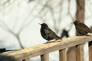 Starling, tohumlarla kaplı ahşap korkuluklara tünemiş. Bir sığırcık, odak noktasında, yeşil ve mor renkli yanardöner tüyler sergiler. Vahşi yaşam doğal ışıkta beslenen kuşları yakalıyor..