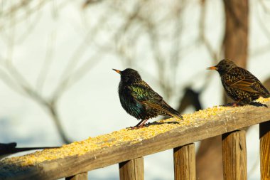 Starling, tohumlarla kaplı ahşap korkuluklara tünemiş. Bir sığırcık, odak noktasında, yeşil ve mor renkli yanardöner tüyler sergiler. Vahşi yaşam doğal ışıkta beslenen kuşları yakalıyor..