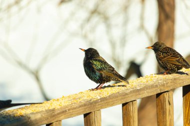 Starling, tohumlarla kaplı ahşap korkuluklara tünemiş. Bir sığırcık, odak noktasında, yeşil ve mor renkli yanardöner tüyler sergiler. Vahşi yaşam doğal ışıkta beslenen kuşları yakalıyor..