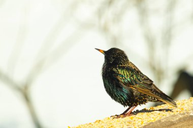 Starling, tohumlarla kaplı ahşap korkuluklara tünemiş. Bir sığırcık, odak noktasında, yeşil ve mor renkli yanardöner tüyler sergiler. Vahşi yaşam doğal ışıkta beslenen kuşları yakalıyor..