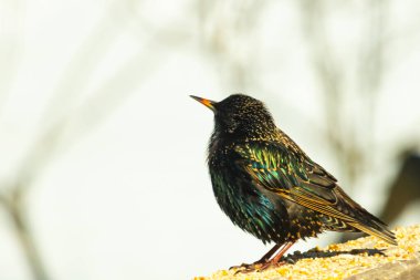 Starling, tohumlarla kaplı ahşap korkuluklara tünemiş. Bir sığırcık, odak noktasında, yeşil ve mor renkli yanardöner tüyler sergiler. Vahşi yaşam doğal ışıkta beslenen kuşları yakalıyor..