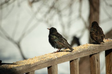 Starling, tohumlarla kaplı ahşap korkuluklara tünemiş. Bir sığırcık, odak noktasında, yeşil ve mor renkli yanardöner tüyler sergiler. Vahşi yaşam doğal ışıkta beslenen kuşları yakalıyor..