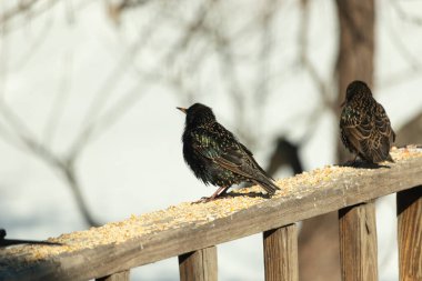 Starling, tohumlarla kaplı ahşap korkuluklara tünemiş. Bir sığırcık, odak noktasında, yeşil ve mor renkli yanardöner tüyler sergiler. Vahşi yaşam doğal ışıkta beslenen kuşları yakalıyor..