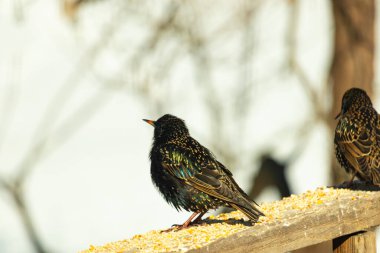 Starling, tohumlarla kaplı ahşap korkuluklara tünemiş. Bir sığırcık, odak noktasında, yeşil ve mor renkli yanardöner tüyler sergiler. Vahşi yaşam doğal ışıkta beslenen kuşları yakalıyor..