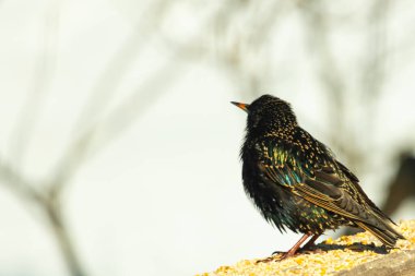 Starling, tohumlarla kaplı ahşap korkuluklara tünemiş. Bir sığırcık, odak noktasında, yeşil ve mor renkli yanardöner tüyler sergiler. Vahşi yaşam doğal ışıkta beslenen kuşları yakalıyor..