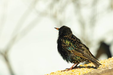 Starling, tohumlarla kaplı ahşap korkuluklara tünemiş. Bir sığırcık, odak noktasında, yeşil ve mor renkli yanardöner tüyler sergiler. Vahşi yaşam doğal ışıkta beslenen kuşları yakalıyor..