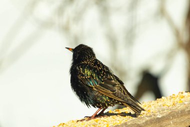 Starling, tohumlarla kaplı ahşap korkuluklara tünemiş. Bir sığırcık, odak noktasında, yeşil ve mor renkli yanardöner tüyler sergiler. Vahşi yaşam doğal ışıkta beslenen kuşları yakalıyor..