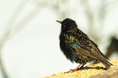 Starling, tohumlarla kaplı ahşap korkuluklara tünemiş. Bir sığırcık, odak noktasında, yeşil ve mor renkli yanardöner tüyler sergiler. Vahşi yaşam doğal ışıkta beslenen kuşları yakalıyor..