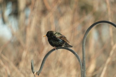 Metal korkuluklara tünemiş, yeşil ve morlarla parıldayan yanardöner tüyleri olan sıradan bir Starling 'in yakın çekimi. Kuşun tüy desenlerini gösteren ayrıntılı bir portre..