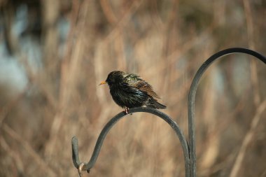 Metal korkuluklara tünemiş, yeşil ve morlarla parıldayan yanardöner tüyleri olan sıradan bir Starling 'in yakın çekimi. Kuşun tüy desenlerini gösteren ayrıntılı bir portre..