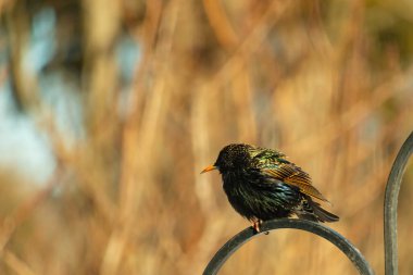 Metal korkuluklara tünemiş, yeşil ve morlarla parıldayan yanardöner tüyleri olan sıradan bir Starling 'in yakın çekimi. Kuşun tüy desenlerini gösteren ayrıntılı bir portre..