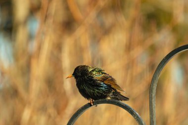 Metal korkuluklara tünemiş, yeşil ve morlarla parıldayan yanardöner tüyleri olan sıradan bir Starling 'in yakın çekimi. Kuşun tüy desenlerini gösteren ayrıntılı bir portre..