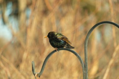 Metal korkuluklara tünemiş, yeşil ve morlarla parıldayan yanardöner tüyleri olan sıradan bir Starling 'in yakın çekimi. Kuşun tüy desenlerini gösteren ayrıntılı bir portre..