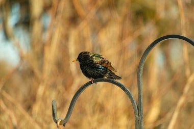 Metal korkuluklara tünemiş, yeşil ve morlarla parıldayan yanardöner tüyleri olan sıradan bir Starling 'in yakın çekimi. Kuşun tüy desenlerini gösteren ayrıntılı bir portre..