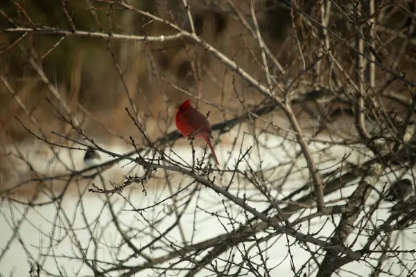 Kış dallarına tünemiş canlı kırmızı bir kardinal tüyleri sessiz arka planda çarpıcı bir kontrasttı. Vahşi yaşam doğadaki güzelliği yakalıyor..