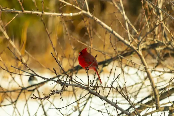 Kış dallarına tünemiş canlı kırmızı bir kardinal tüyleri sessiz arka planda çarpıcı bir kontrasttı. Vahşi yaşam doğadaki güzelliği yakalıyor..